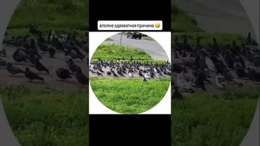 хотите больше рисунков?