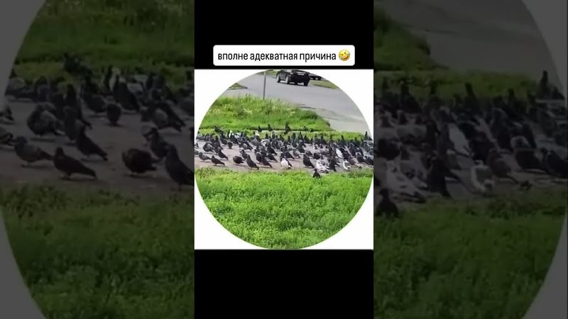 хотите больше рисунков?