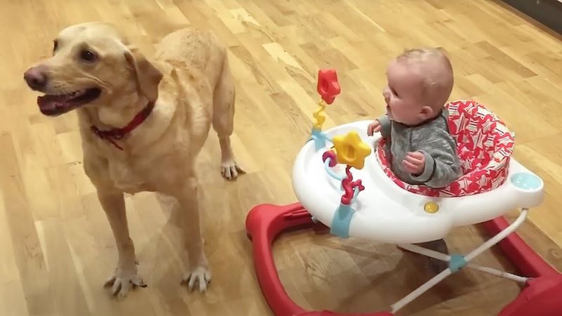 🐕Try Not To Laugh |  Pet Challenge 😹