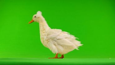 Утки на хромакее32 (Для свободного пользования)