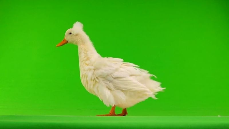 Утки на хромакее32 (Для свободного пользования)