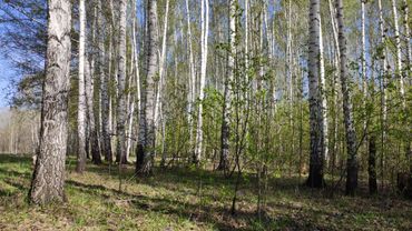 Звуки природы, шум берёзового леса, пение птиц, 4К / sounds of nature, birdsong, forest noise