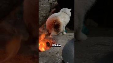 Why cats get singed but still won’t move. #animal #cat #funny