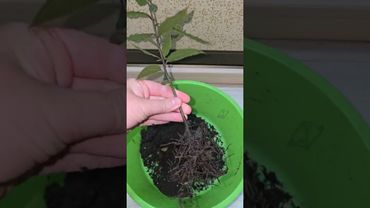 Как легко пересадить растение Лавр #plants