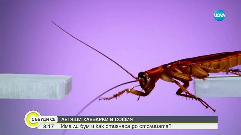 Летящи хлебарки в София: Мит или реалност? - Събуди се...(17.08.2025)