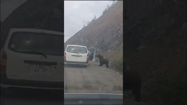 #медведь #охота у мужика стальные яйца, как будто кошку кормит 😂#приколы