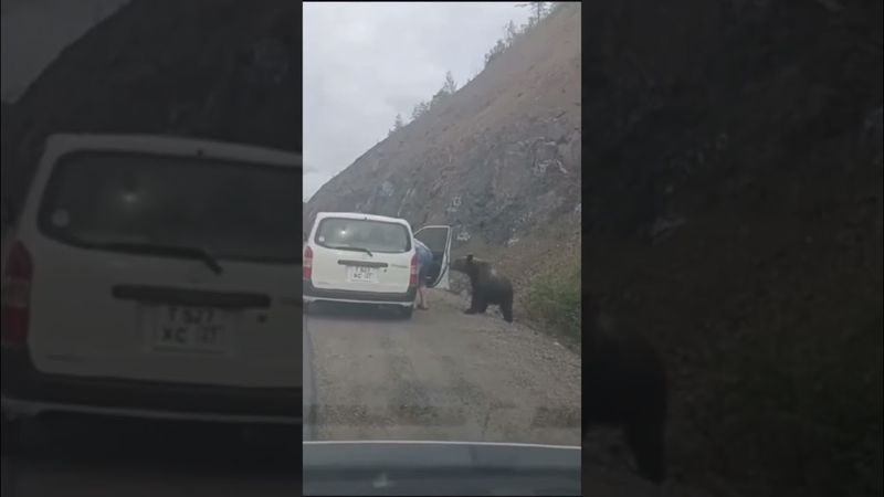 #медведь #охота у мужика стальные яйца, как будто кошку кормит 😂#приколы