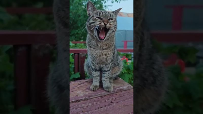 Ах, эти женщины 🙀😻🤗🤣 #cat #кот #юмор #котушка #приколы #фильмы #мем #цитаты