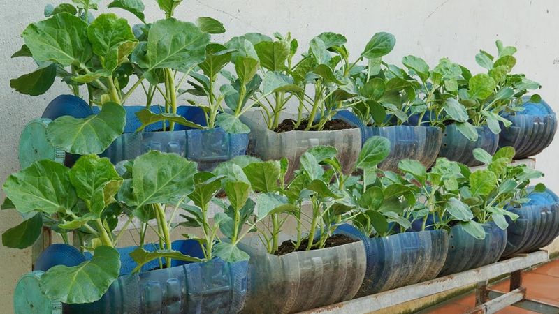 Secrets to Growing Collard Greens with Higher Yields Than Traditional Methods