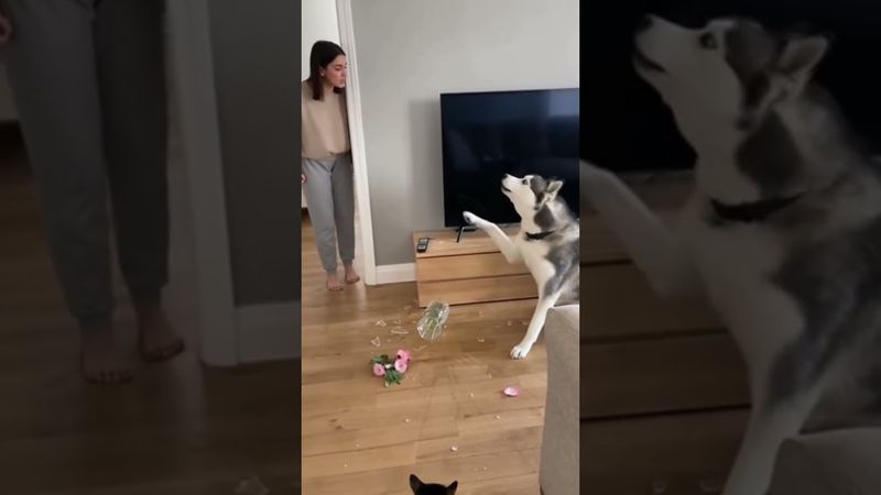 Котик подставил  Собаку 🙀😼