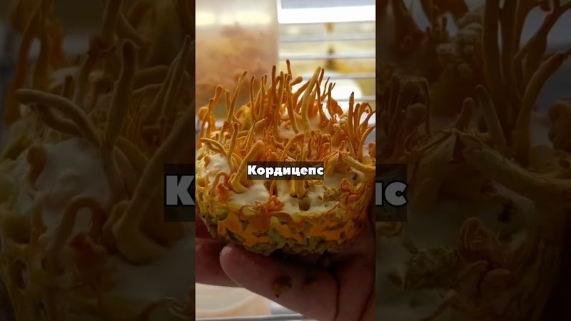 Самый дорогой гриб 💰 ! 😲 дарит бессмертие?! 🧛