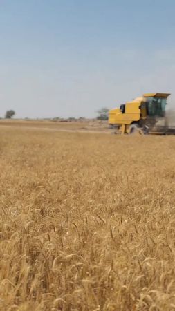 گندم کا ریٹ مینشن کریں 😥 #wheatprice #farming 