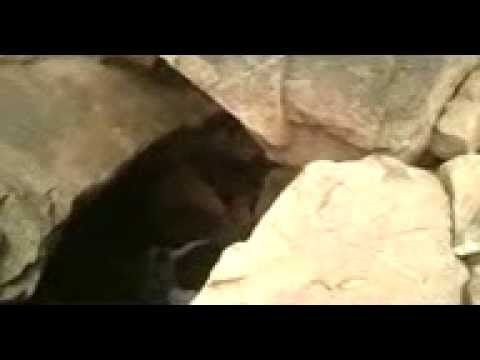 جرف سلمان من الداخل محافظة صعده