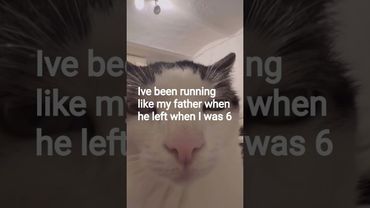 Like damn #cat #funny #memes #cute #kitten  #fypシ