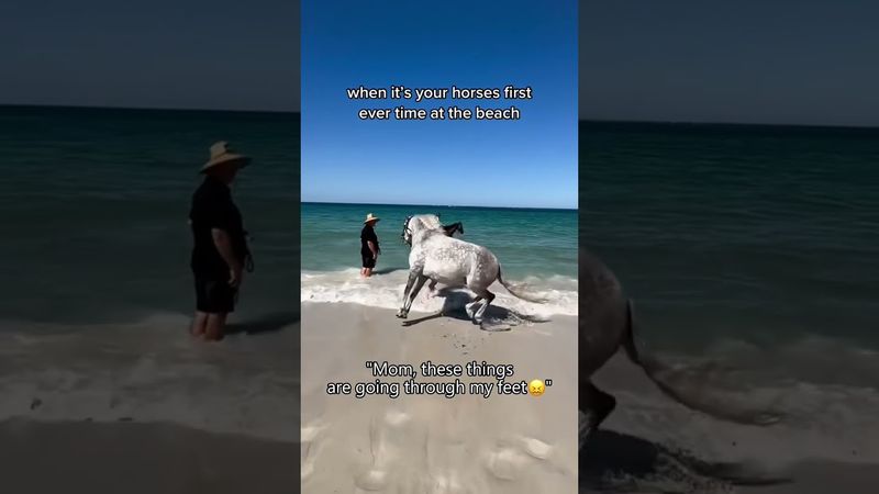 Смішний кінь #смішно #домашні_любителі #смішнітварини #домашні_улюблені #смішнітварини #длятебе