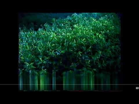 Все рекламные заставки (Первый канал, лето 2003)