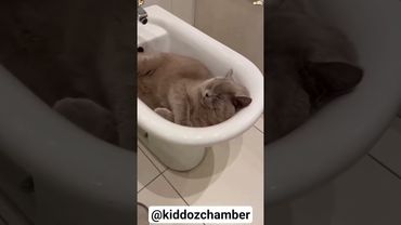 Sleeping Time 🐈🥰♥️ #shorts #cats #cat #catlovers #catvideos #catshorts #sleep #sleeping #funny