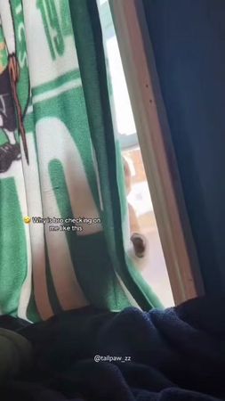 Those shiny eyes are up to something…👀✨🐱#funny #fypage #fyp #cat #cut...