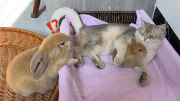 Brother Rabbit introduced the little rabbit to the little cat.kitten abandoned the rabbit brother