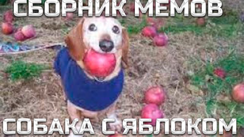 СБОРНИК МЕМОВ СОБАКА С ЯБЛОКОМ