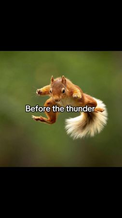 #squirrel #dorbell #crossbike 