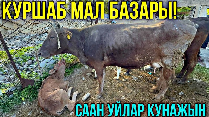 СААН УЙЛАР КУНАЖЫН БУКА ЭРКЕК УРГААЧЫ ТОРПОК БААЛАРЫ ❤️‍🔥 #байтв