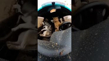 Осторожно, кот за рулем, а пес паникер