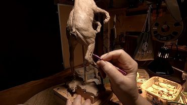 BATTLING FOR DOMINANCE   Working on the Horses Rear Legs