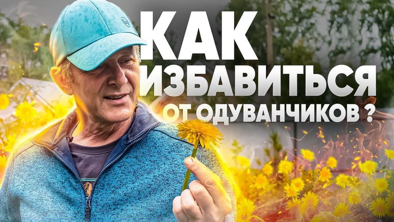 СПОСОБЫ БОРЬБЫ С СОРНЯКАМИ. Как избавиться от одуванчиков на участке?