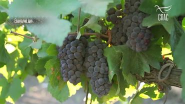 НЕУЖЕЛИ ВЫ НЕ ЧИТАЛИ СЕГО В ПИСАНИИ! #ЦитатыСвятогоЕВАНГЕЛИЯ #СвятоеЕВАНГЕЛИЕ #чтениеЕвангелия