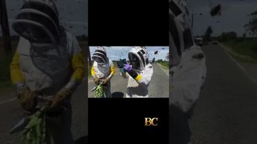 Warning after 250 million bees escape overturned truck in Washington