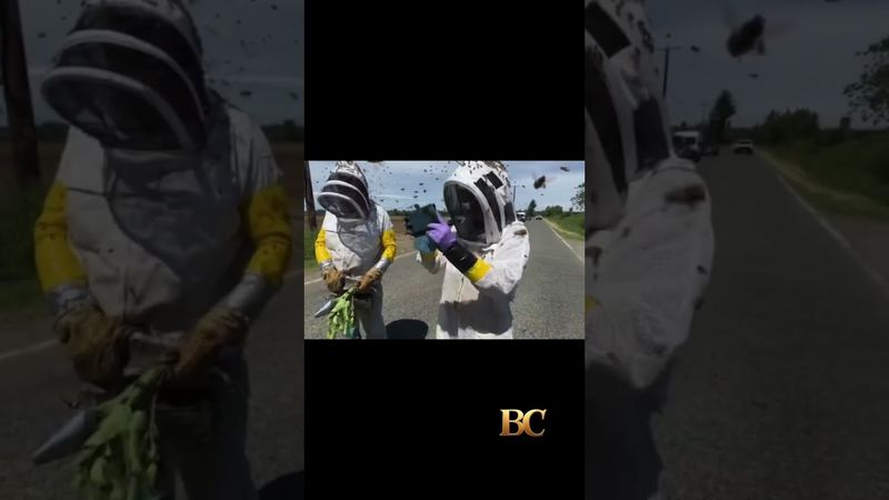 Warning after 250 million bees escape overturned truck in Washington