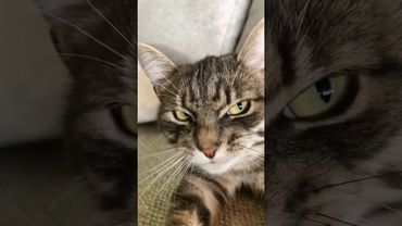 The sound of a cat #kitten #catcute #catlover #kittten #cuteanimal #cutecat