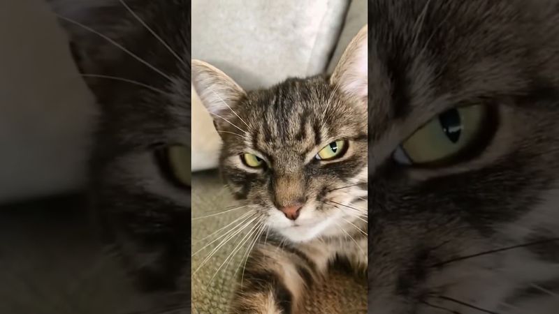 The sound of a cat #kitten #catcute #catlover #kittten #cuteanimal #cutecat