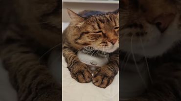 Скуфа бой #cat #кот #юмор #приколы #ремикс #смех #котушка