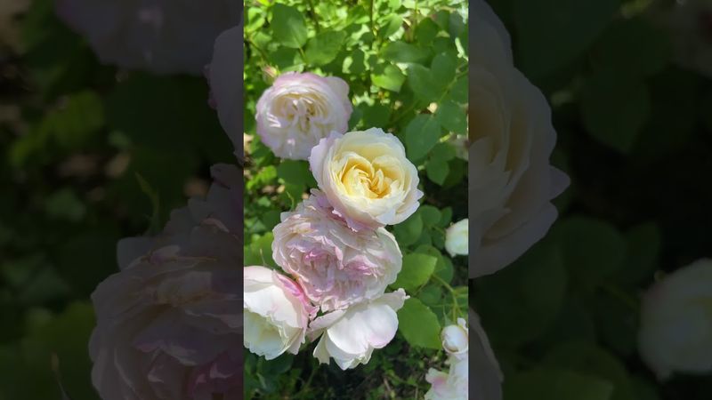 Роза Andre Brichet! #andrebrichetroses #floribundaroses #belgiumroses #rosesgarden #розы #цветы