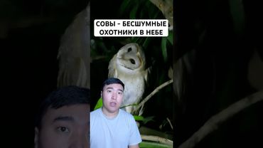 Gufo: il predatore più strano della notte