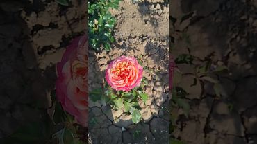 Чайно гибридная роза 🌹 Анри Дельбар