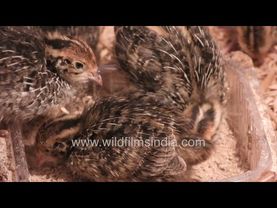 Cute as buttons: Quail chicks feed drink & preen in heated brooder enclosure, prepare for the world
