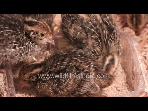 Cute as buttons: Quail chicks feed drink & preen in heated brooder enclosure, prepare for the world