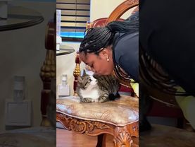 Cat don't like kiss 😘 #cat #funny #funnyshorts #cats #shorts #trendingshorts #viralshort