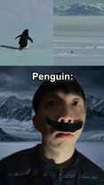 But why Penguin moment #penguin #viral #mountain #fyp #relateable