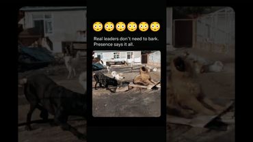 Viral Dog 😳 #shorts #dogbreed #dog #youtubeshorts #puppy #trandingshorts #fypシ゚viral #cutedog #reels