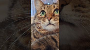 Сосиски в тесте 🙀🤔😉🤣 #cat #кот #юмор #котушка #приколы #цитаты