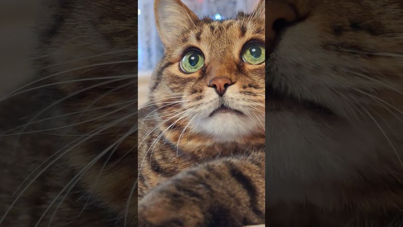 Сосиски в тесте 🙀🤔😉🤣 #cat #кот #юмор #котушка #приколы #цитаты