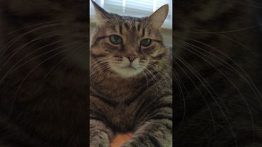 Ты лев🦁🙀😉🤣 #cat #кот #юмор #котушка #смех #приколы #цитаты