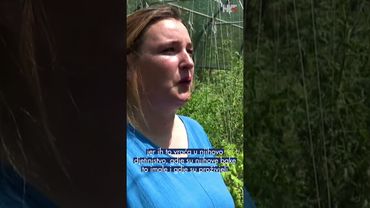 Rajčice koje diraju do suza