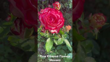 Роза Юбилей Принца Монако/ rose Jubile du Prince de Monaco #розарий #садоводство #цветы #roses