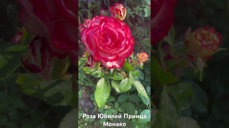 Роза Юбилей Принца Монако/ rose Jubile du Prince de Monaco #розарий #садоводство #цветы #roses