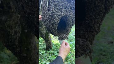 Одна кружка пчёл !)